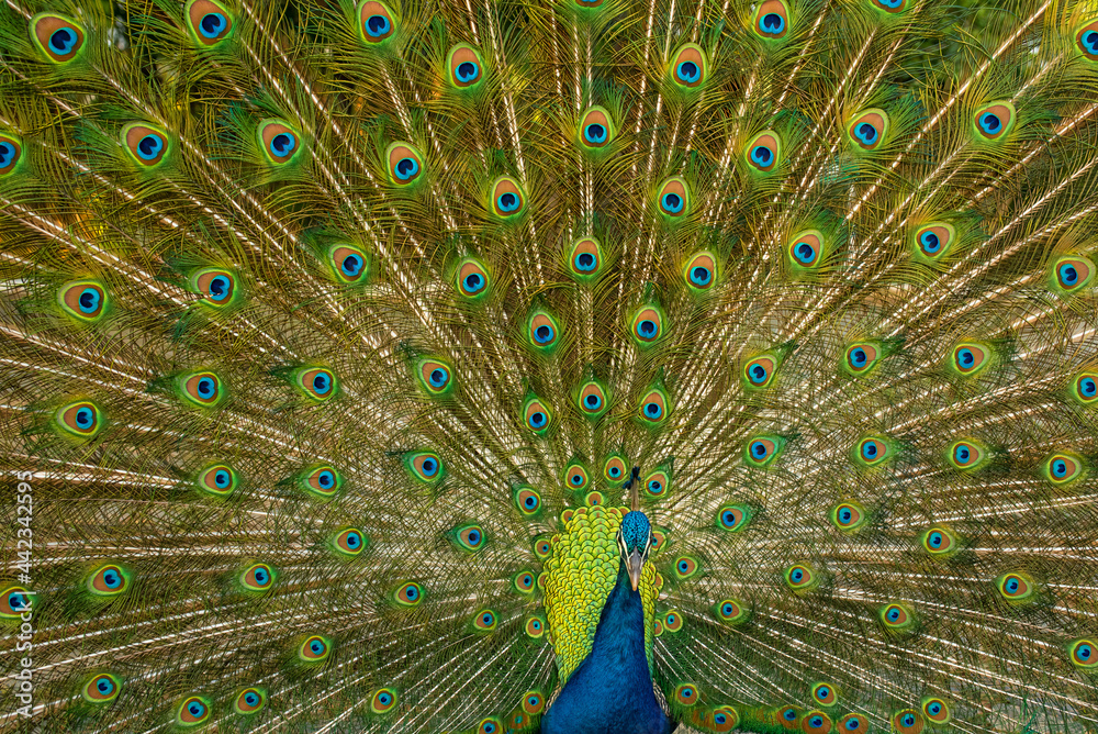 Obraz premium peacock