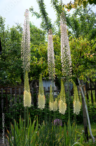 massive is a stout and perennial exotic plant up to 250 cm This herb originates from the semi-desert regions of Central Asia and is grown for its high inflorescences made up of thousands of pinkish photo