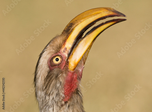 Zuidelijke Geelsnaveltok, Southern Yellow-Billed Hornbill, Tockus leucomelas, Geelsnaveltok photo