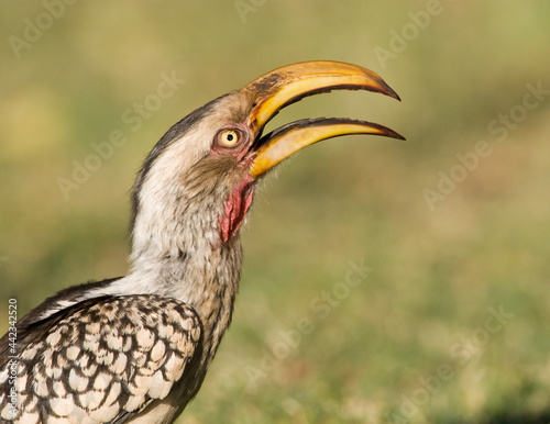 Zuidelijke Geelsnaveltok, Southern Yellow-Billed Hornbill, Tockus leucomelas, Geelsnaveltok photo
