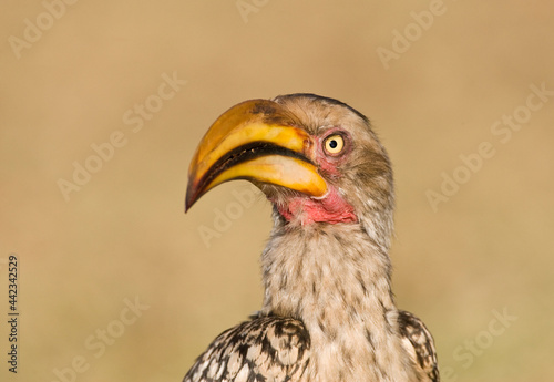 Zuidelijke Geelsnaveltok, Southern Yellow-Billed Hornbill, Tockus leucomelas, Geelsnaveltok