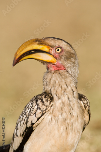 Zuidelijke Geelsnaveltok, Southern Yellow-Billed Hornbill, Tockus leucomelas, Geelsnaveltok photo