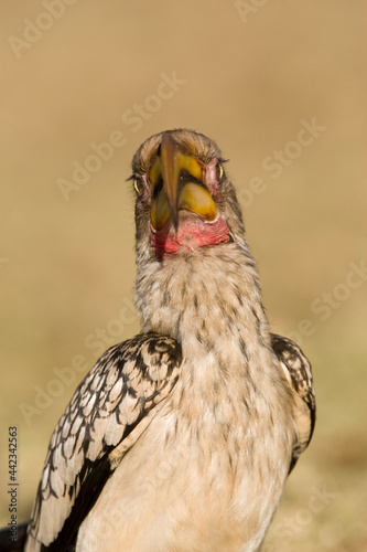 Zuidelijke Geelsnaveltok, Southern Yellow-Billed Hornbill, Tockus leucomelas, Geelsnaveltok photo