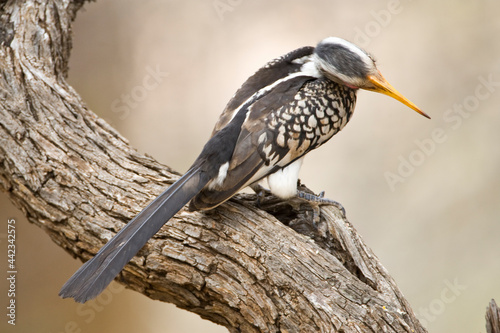 Zuidelijke Geelsnaveltok, Southern Yellow-Billed Hornbill, Tockus leucomelas, Geelsnaveltok photo