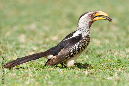 Zuidelijke Geelsnaveltok, Southern Yellow-Billed Hornbill, Tockus leucomelas, Geelsnaveltok photo