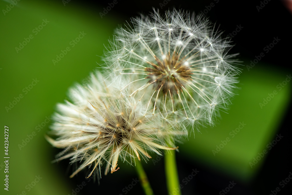 dandelion 3