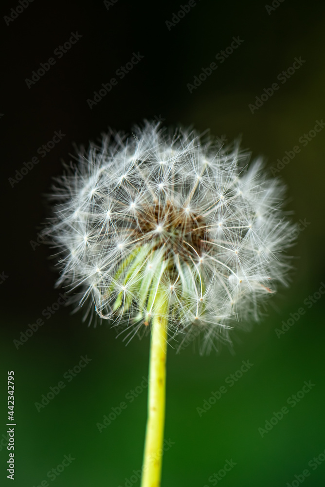 Fototapeta premium dandelion