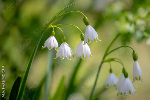 Soft selective focus of small and tiny white flowers in the garden, Leucojum aestivum commonly called summer snowflake is a plant species widely cultivated as an ornamental, Nature floral background.