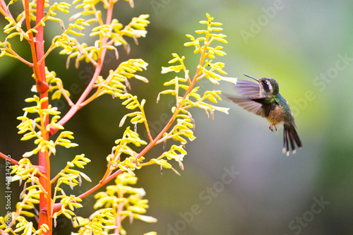 Zwartoorkolibrie, Speckled Hummingbird, Adelomyia melanogenys photo