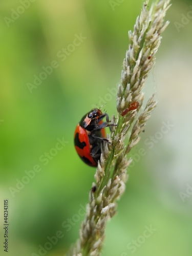 ladybird on a flower © ihsan