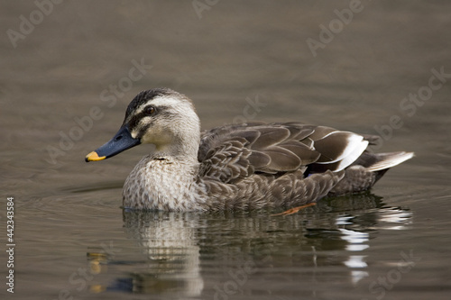 Eastern Spot-billed Duck  Oostelijke Vlekbekeend  Anas zonorhyncha