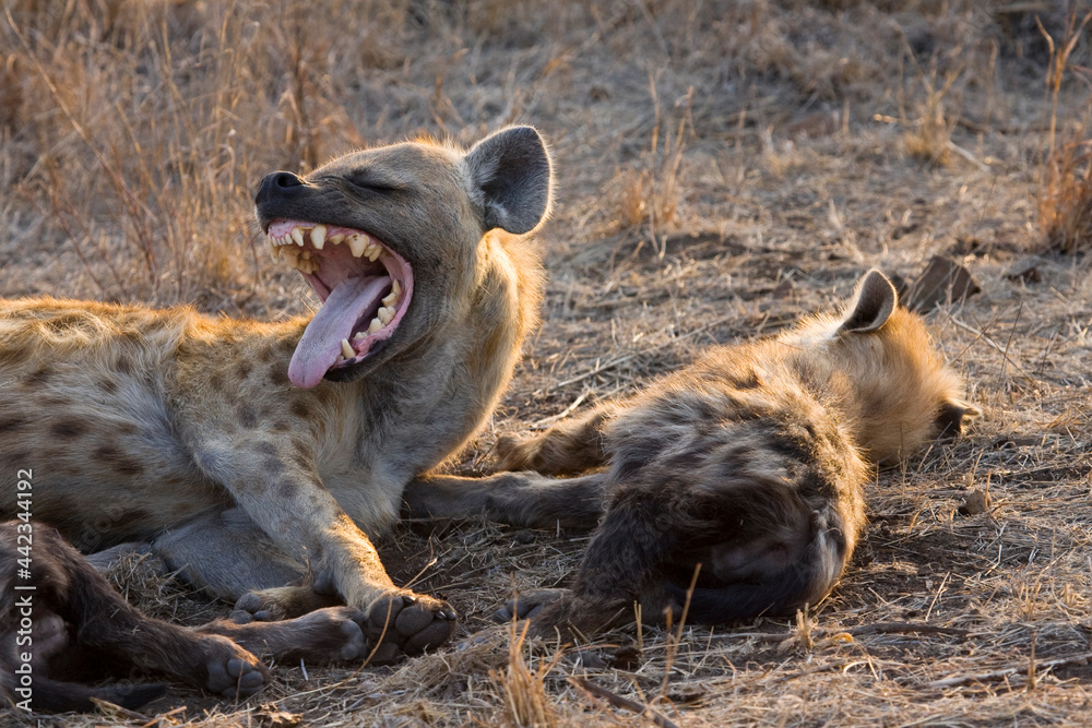 Obraz premium Gevlekte Hyena, Spotted Hyena, Crocuta crocuta