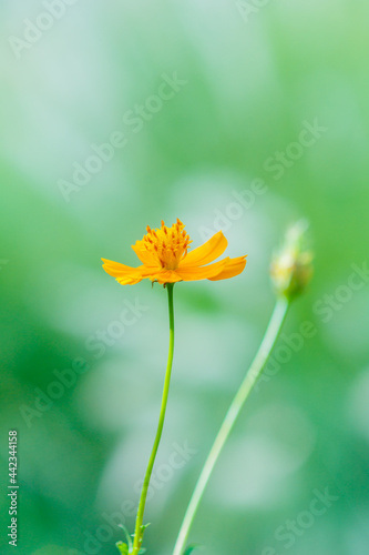 Yellow Cosmos flower in the garden