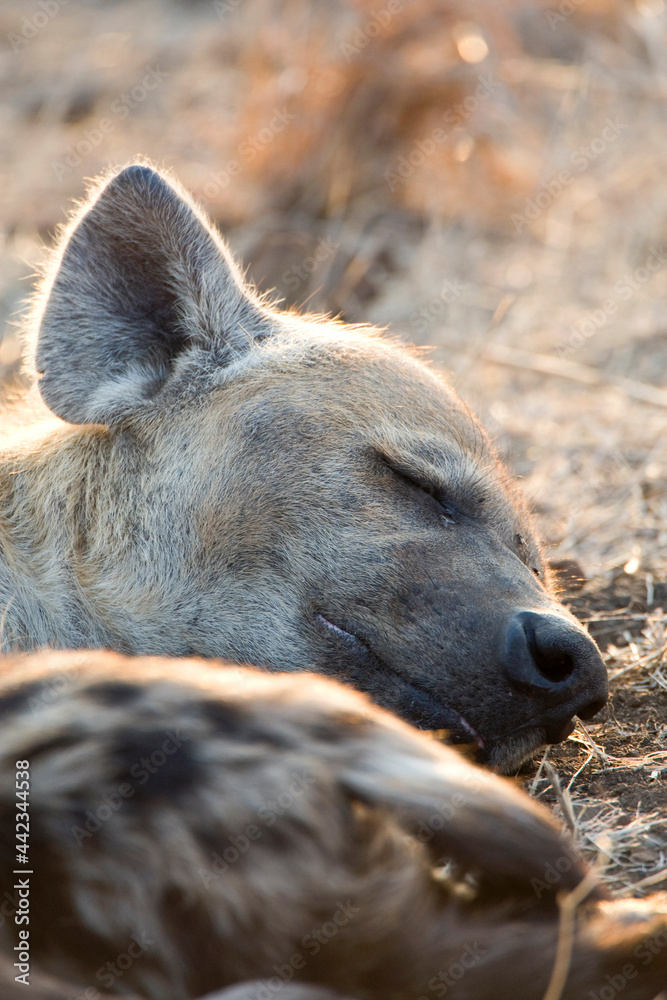 Gevlekte Hyena, Spotted Hyena, Crocuta crocuta Gevlekte Hyena, Spotted Hyena, Crocuta crocuta