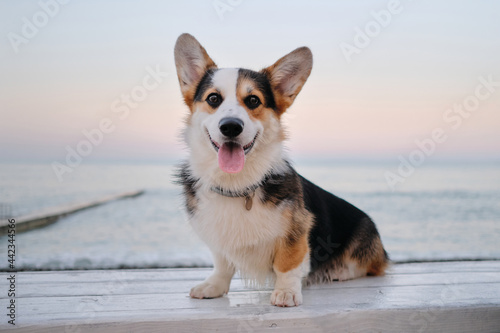Corgi is sitting with small paws on white wooden bench. Portrait of tricolor Welsh Corgi Pembroke close up against background of blue sea and pink dawn sky. Beautiful little English shepherd dog. © Ekaterina