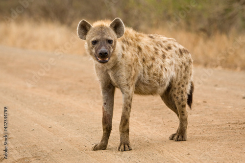 Gevlekte Hyena, Spotted Hyena, Crocuta crocuta