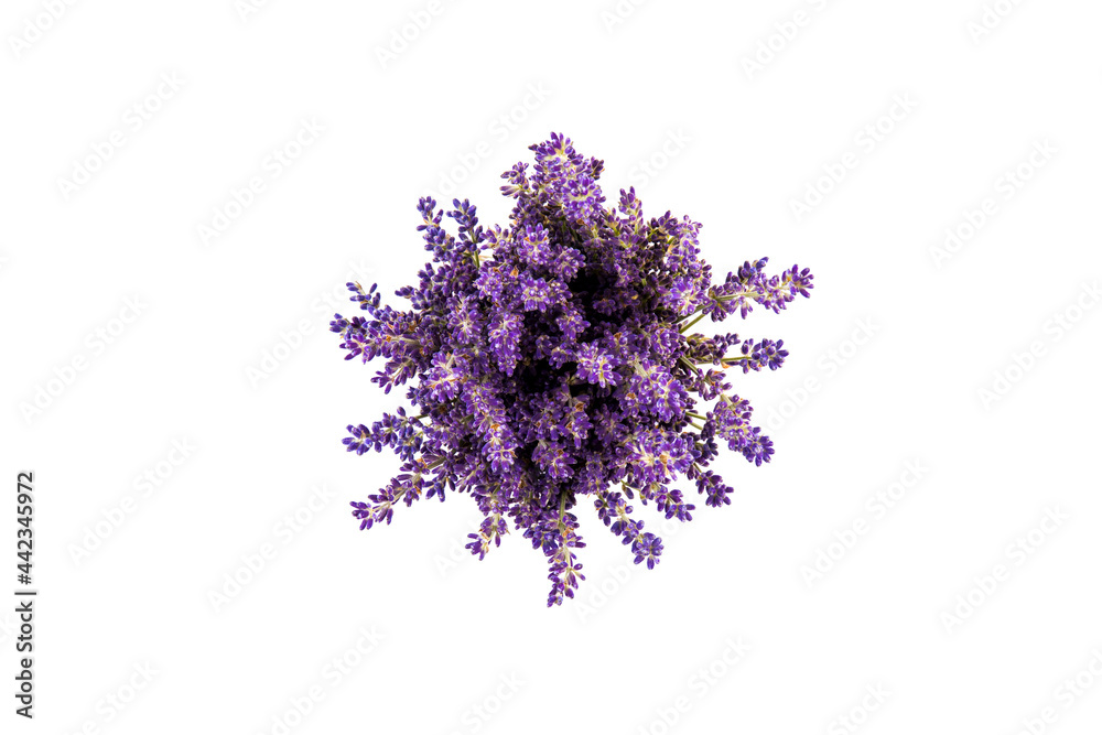 Obraz premium Lavender flowers isolated on white background. Close up. Space for text