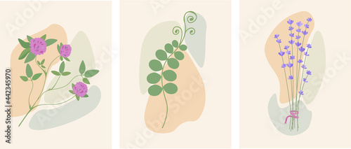 Collection of healing herbs and medicinal plants. Clover, lavender, medicinal plants. Vector illustration.