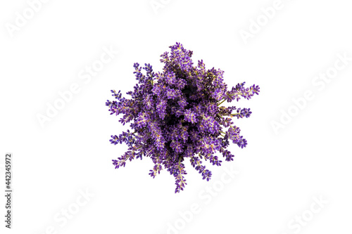 Lavender flowers isolated on white background. Close up. Space for text