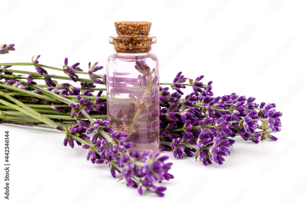 Glass bottle of Lavender essential oil with fresh lavender flowers on white background, aromatherapy spa massage concept. Lavender oil Glass bottle of Lavender essential oil with fresh lavender flowers on white background, aromatherapy spa massage concept. Lavender oil