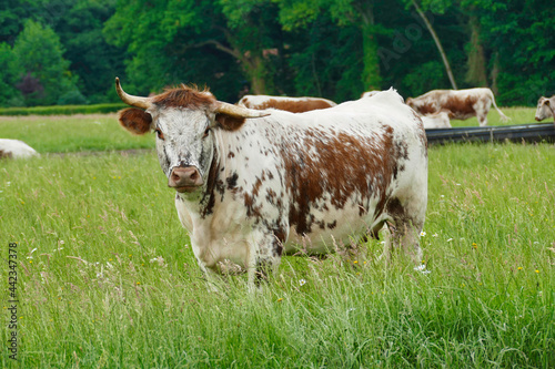 English Longhorn cow full length on pasture