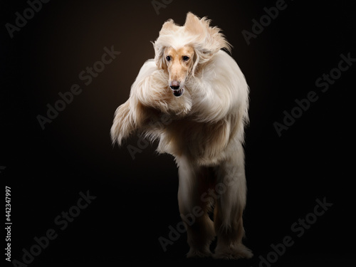  flying dog. an Afghan hound on a dark background. active pet  movement