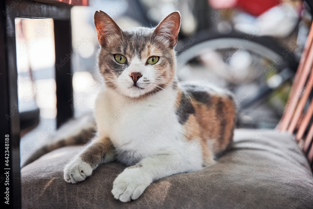 Lovely stray cat lying on a chair with curious emotion. Lovely stray cat lying on a chair with curious emotion.