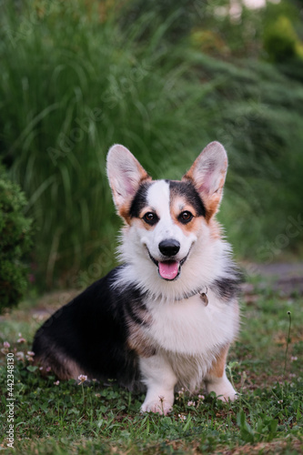 Welsh Corgi Pembroke tricolor on walk in summer park in morning. Small shepherd dog is sitting in green clearing and enjoying fresh air with his tongue sticking out.