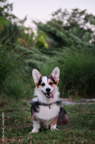 Welsh Corgi Pembroke tricolor on walk in summer park in morning. Small shepherd dog is sitting in green clearing and enjoying fresh air with his tongue sticking out.