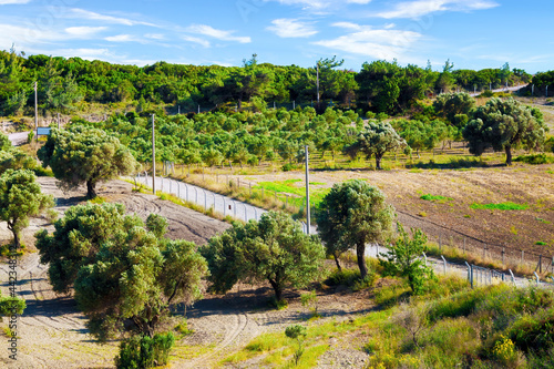 Olive trees field in Urla, İzmir, Turkey. © Cagkan