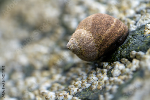 Kubonk (Nucella lapillus) - also called dog whelk or Purpursnegl in Norwegian in a Macro shot with a lot of bokeh. photo