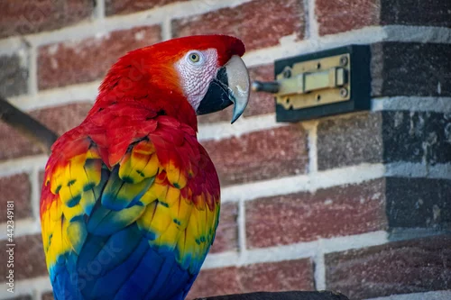 Fototapeta na wymiar Closeup shot of a colorful psittacinae parrot against a brick wall background