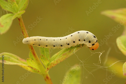 Closeup of the caterpillar of the sawfly, Tenthredo zona