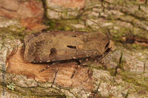 Closeup of the brown Heart and dart moth, Agrotis exclamations on a piece of wood photo