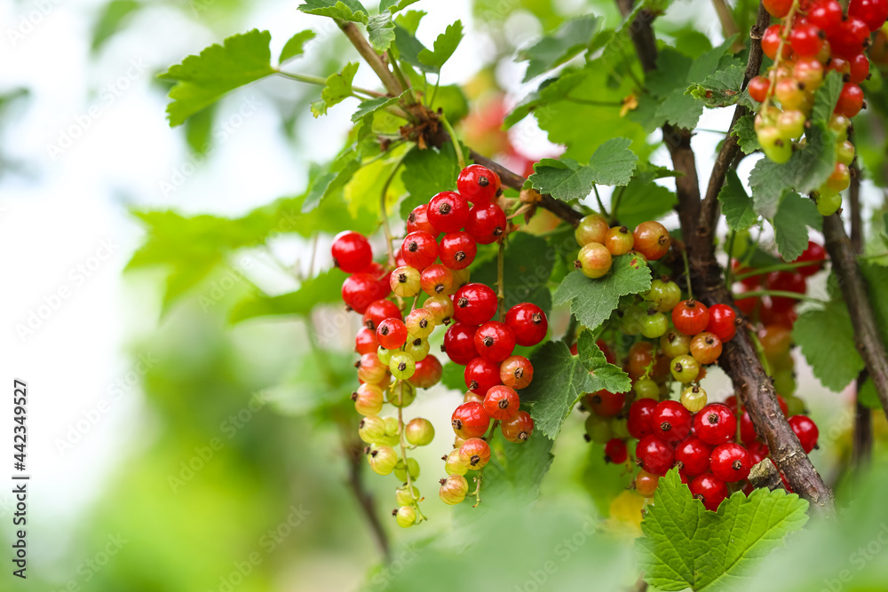 Obraz premium Close up of ripe, red and unripe currant berries in the garden on the background of a mesh fence. Blurred focus, shallow depth of field, blurred fence mesh. Lots of space for text.