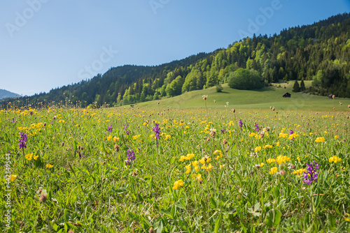 wildflower meadow with pink marsh orchids and yellow clover, alpine landscape photo
