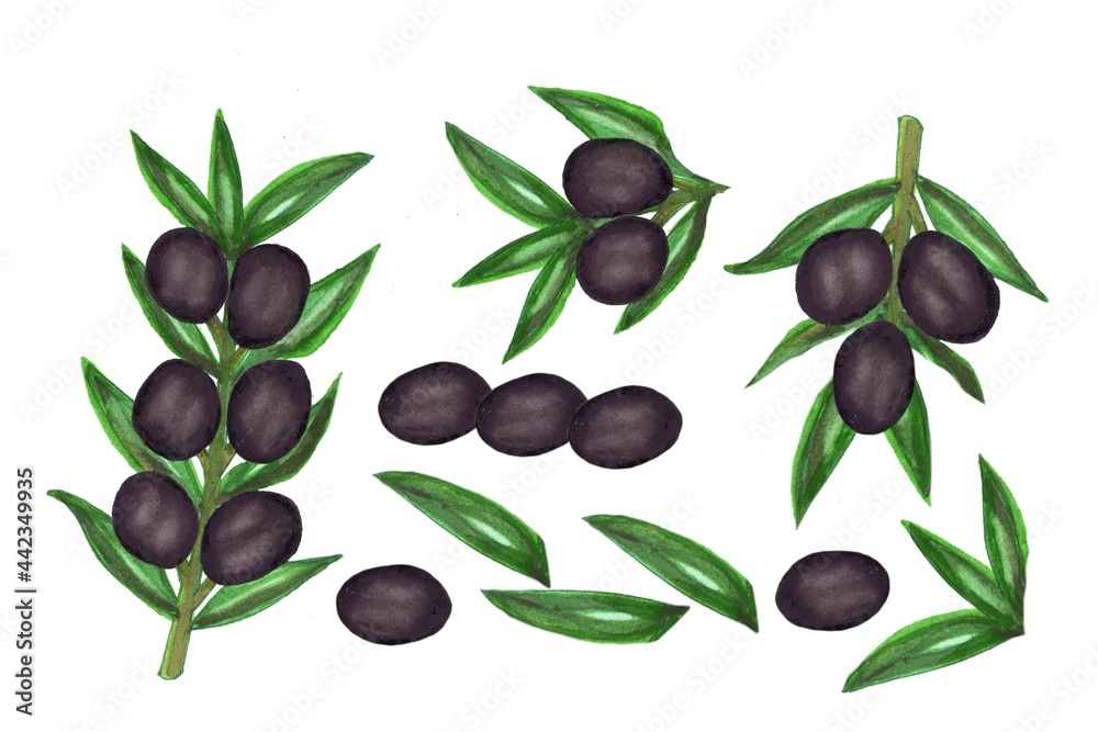 Branches with black olives, isolated fruits, branches and leaves, watercolor drawing on a white background for creativity and design Branches with black olives, isolated fruits, branches and leaves, watercolor drawing on a white background for creativity and design