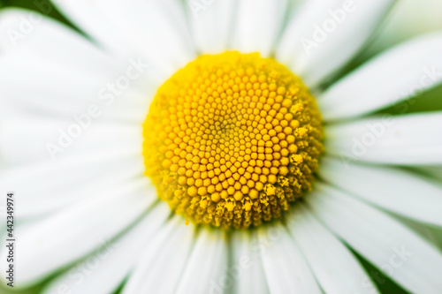 close up of daisy