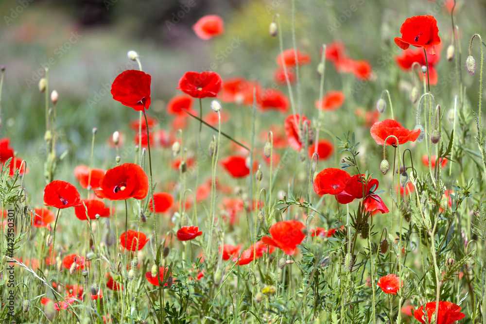 Fototapeta premium Beautiful poppies on a flower bed in the garden.
