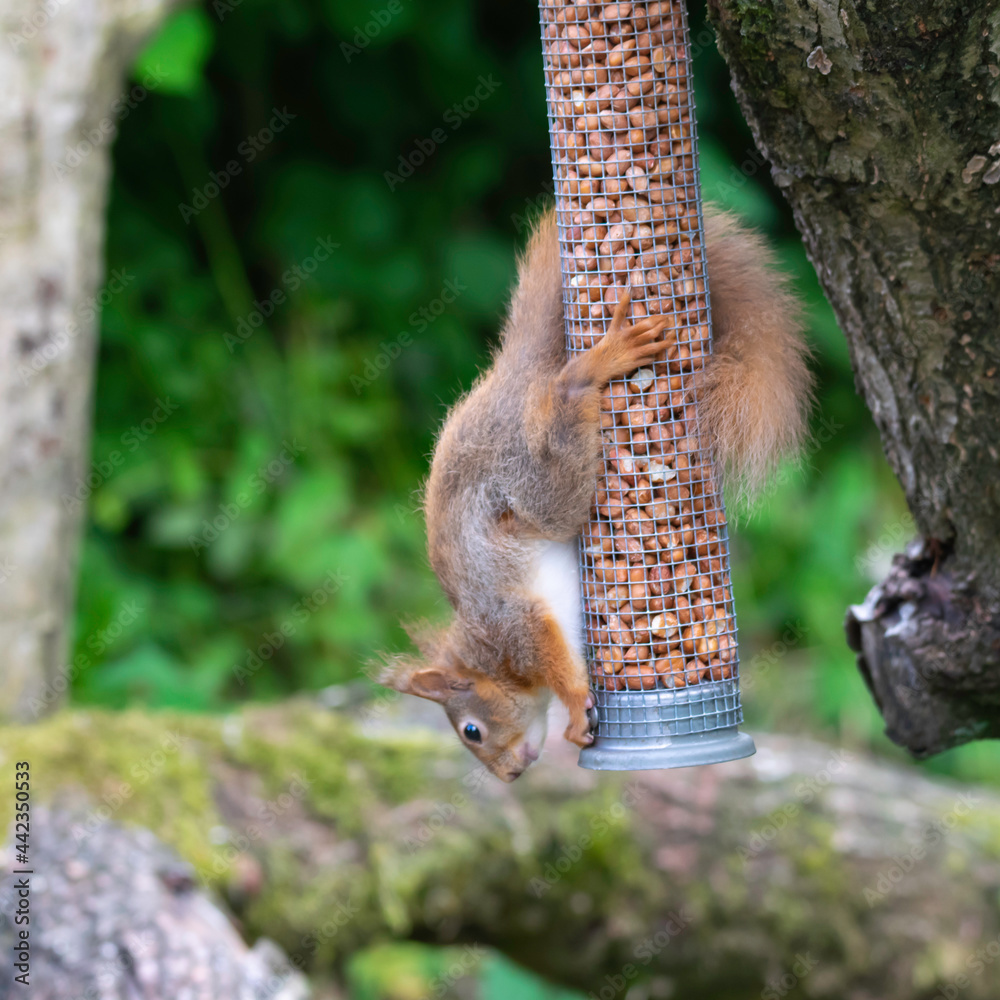 Red Squirrel eating nuts