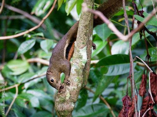 Plantain Squirrel (Callosciurus notatus) photographed in Windsor Nature Park, Singapore