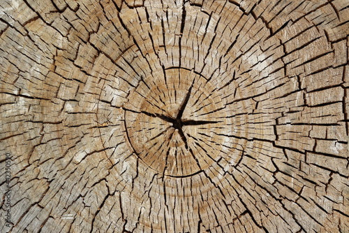 Concentric rings of the section of a cut tree trunk 