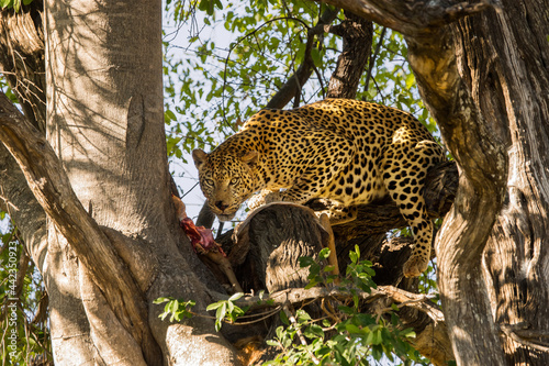 Leopard with its prey in tree, Moremi game reserve, Botswana