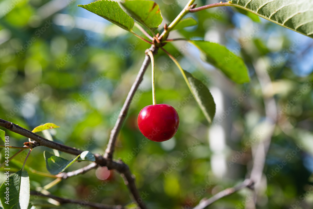 cherries on the tree in summer