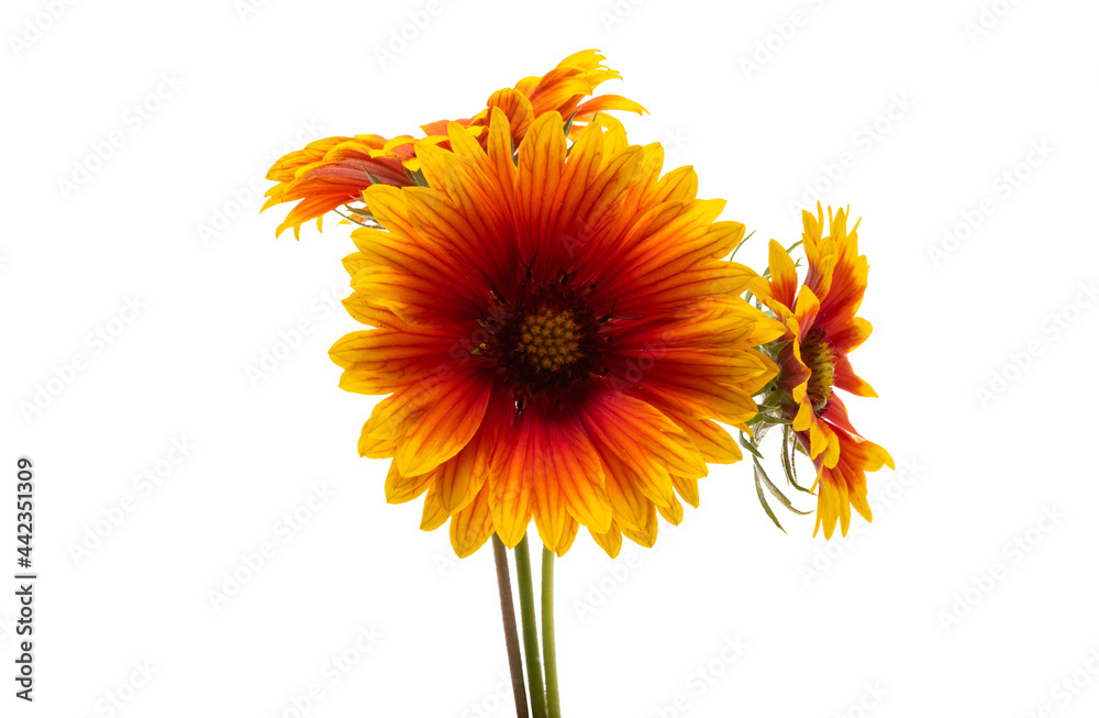 Naklejka premium Gaillardia flowers isolated