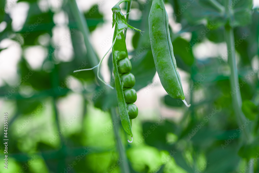 green peas growing on the farm green peas growing on the farm