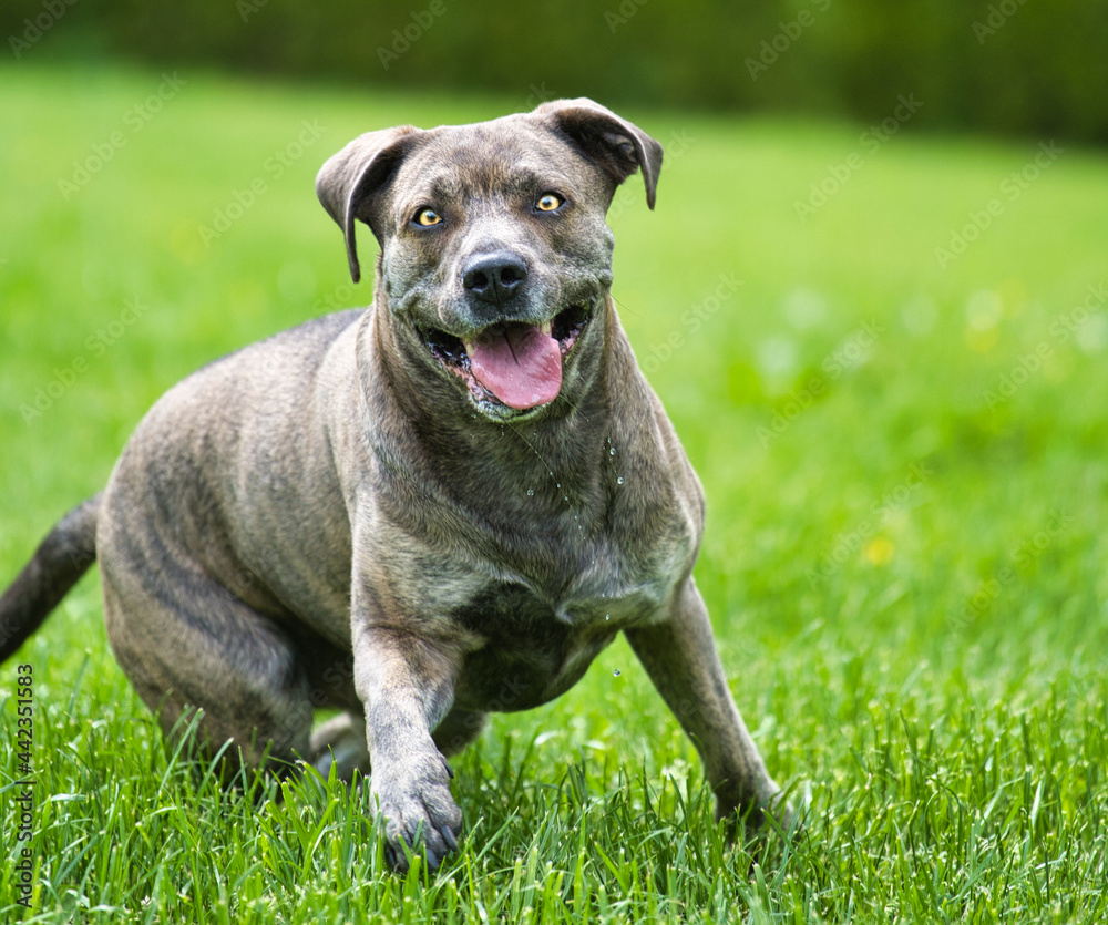 Hund im Garten