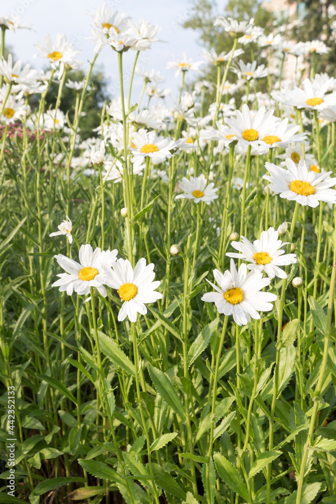 Chamomiles bloom in the park. landscape design fragment