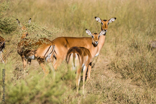A group of female impala standing in african savanna. Moremi game reserve, Botswana.