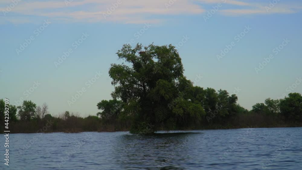 Trees Growing in Water Swamp. Wetland Landscape Trees Growing in Water Swamp. Wetland Landscape